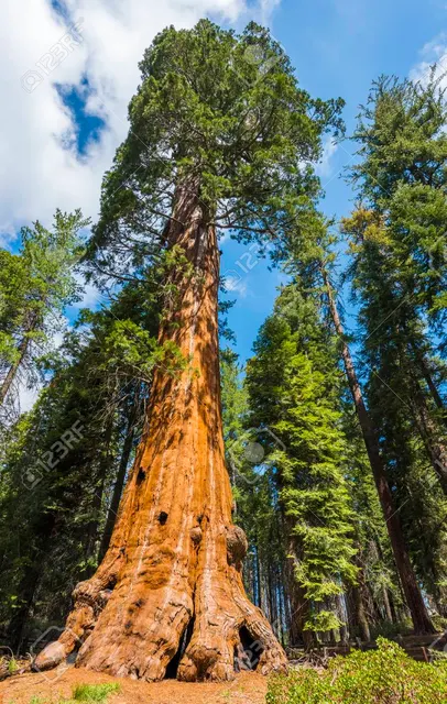 Sequoiadendron giganteum — katalog fotoğrafı