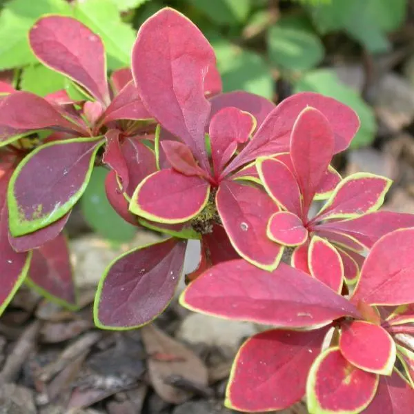 Berberis thunbergii ‘Coronita’ — katalog fotoğrafı
