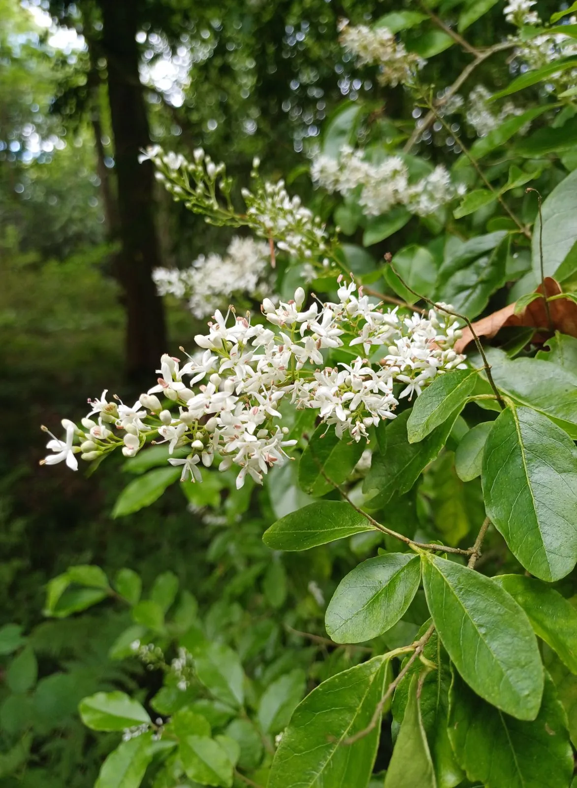 Ligustrum sinense — katalog fotoğrafı