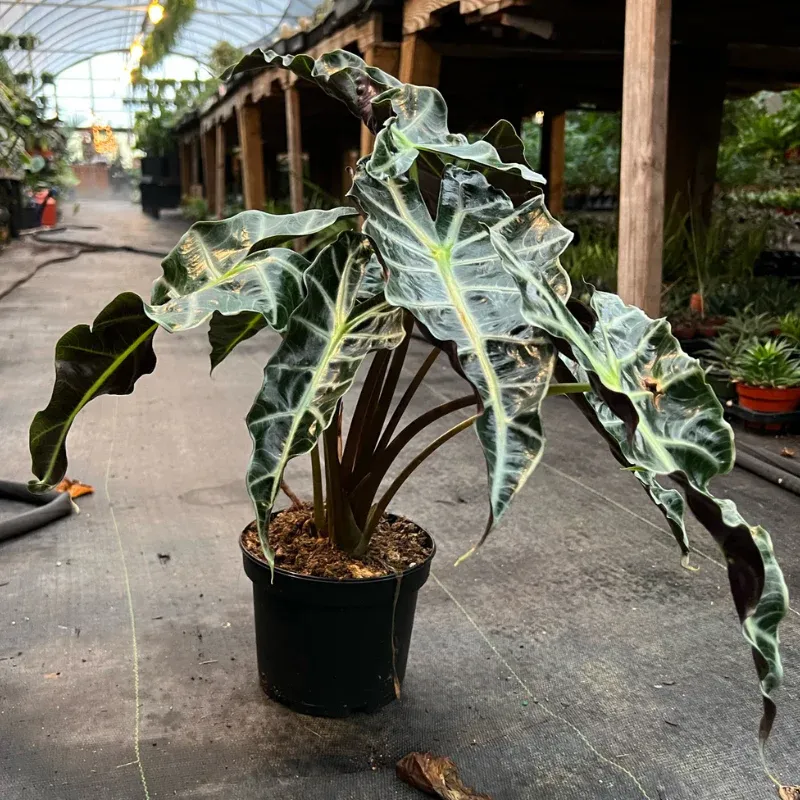 Alocasia sp. — katalog fotoğrafı