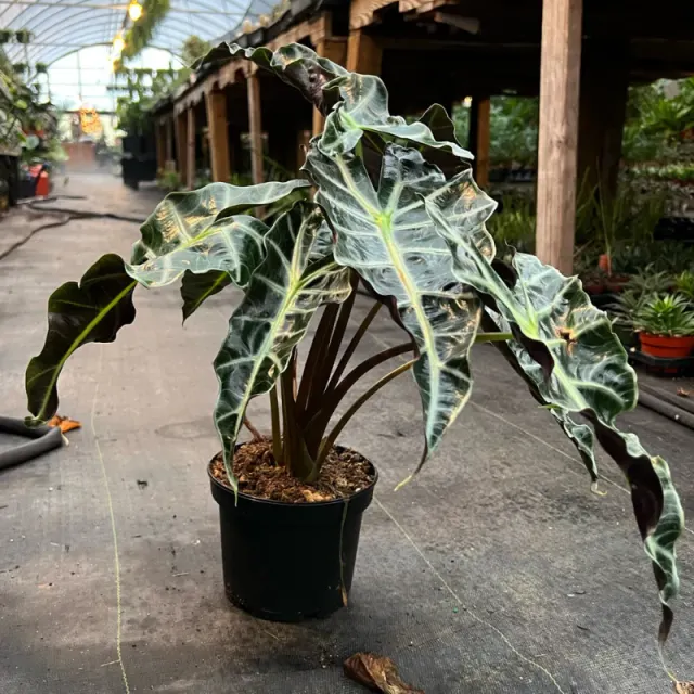 Alocasia sp. — katalog fotoğrafı
