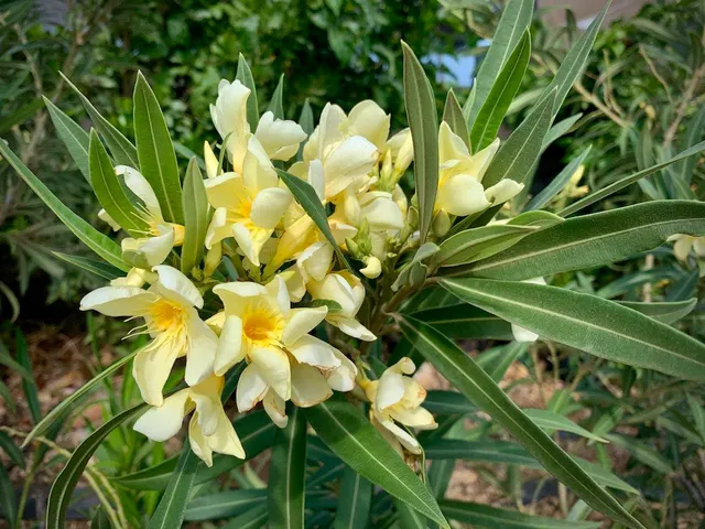 Nerium oleander ‘Maria Gambetta’ — katalog fotoğrafı