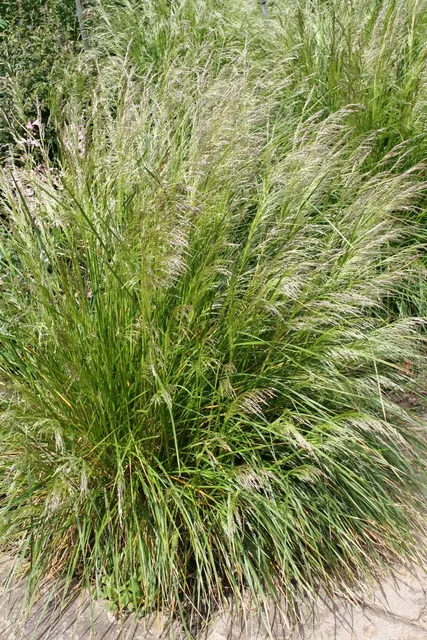 Deschampsia cespitosa ‘Goldtau’ — katalog fotoğrafı