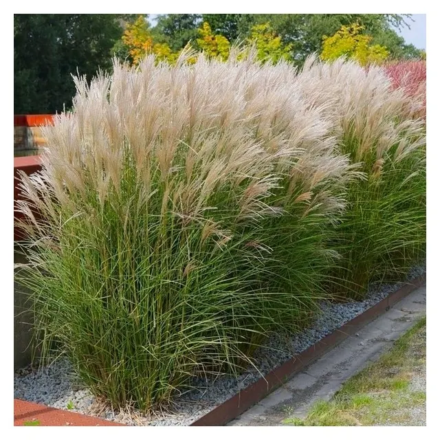 Miscanthus sinensis ‘Adagio’ — katalog fotoğrafı
