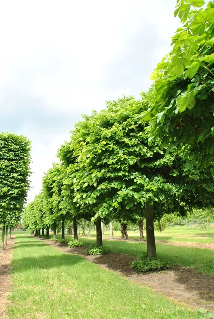 Tilia hybrida ‘Argentea’ — katalog fotoğrafı