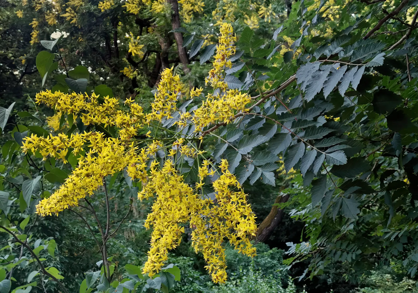 Koelreuteria paniculata — katalog fotoğrafı