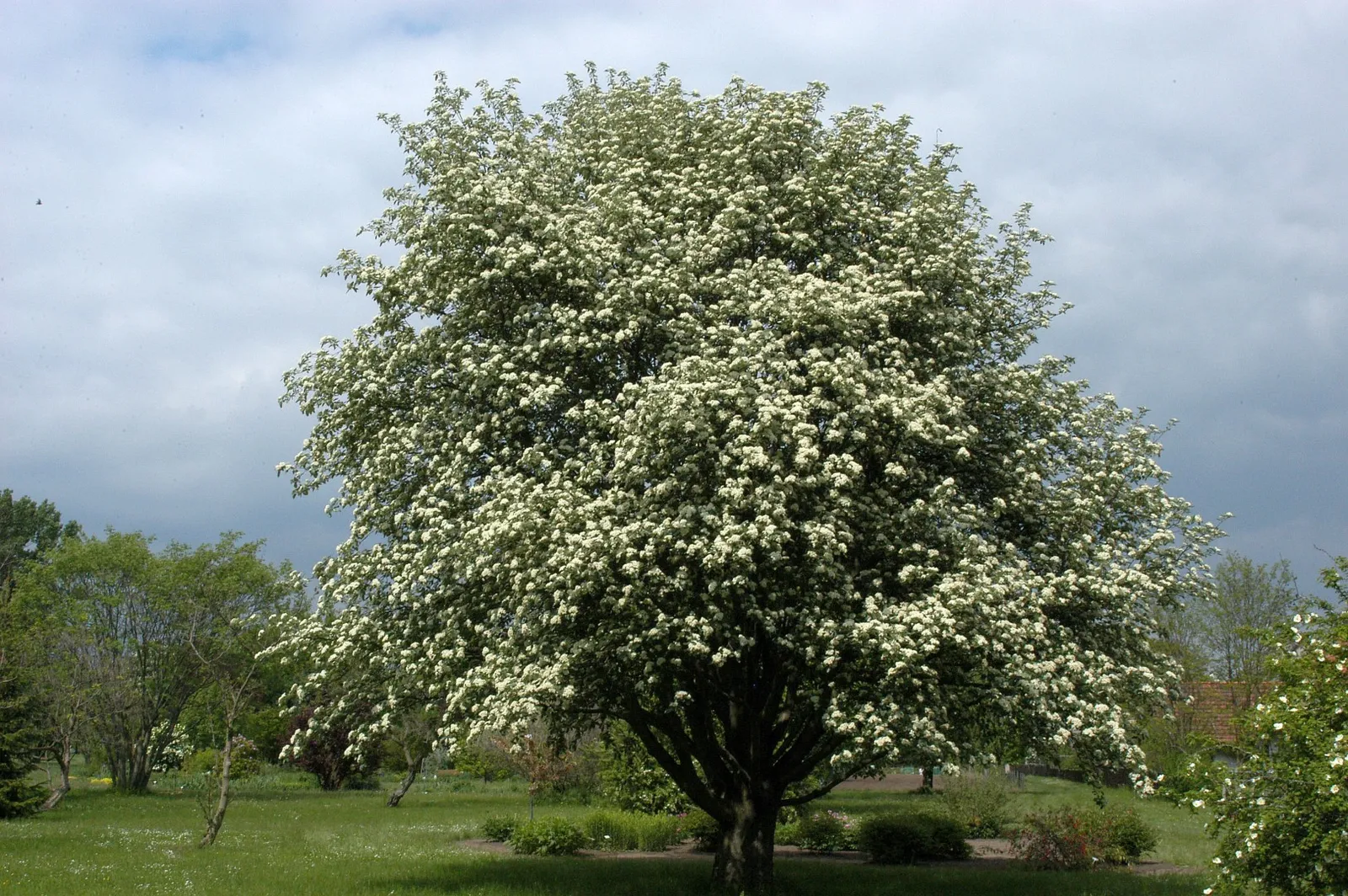 Sorbus intermedia — katalog fotoğrafı