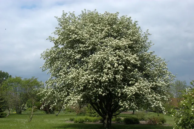 Sorbus intermedia — katalog fotoğrafı
