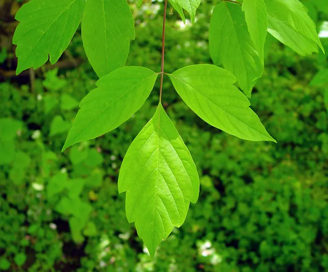 Acer negundo — katalog fotoğrafı