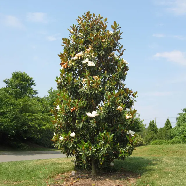 Magnolia grandiflora ‘Goliath’ — katalog fotoğrafı