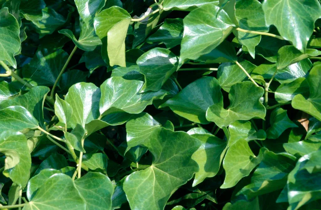 Hedera hibernica — katalog fotoğrafı