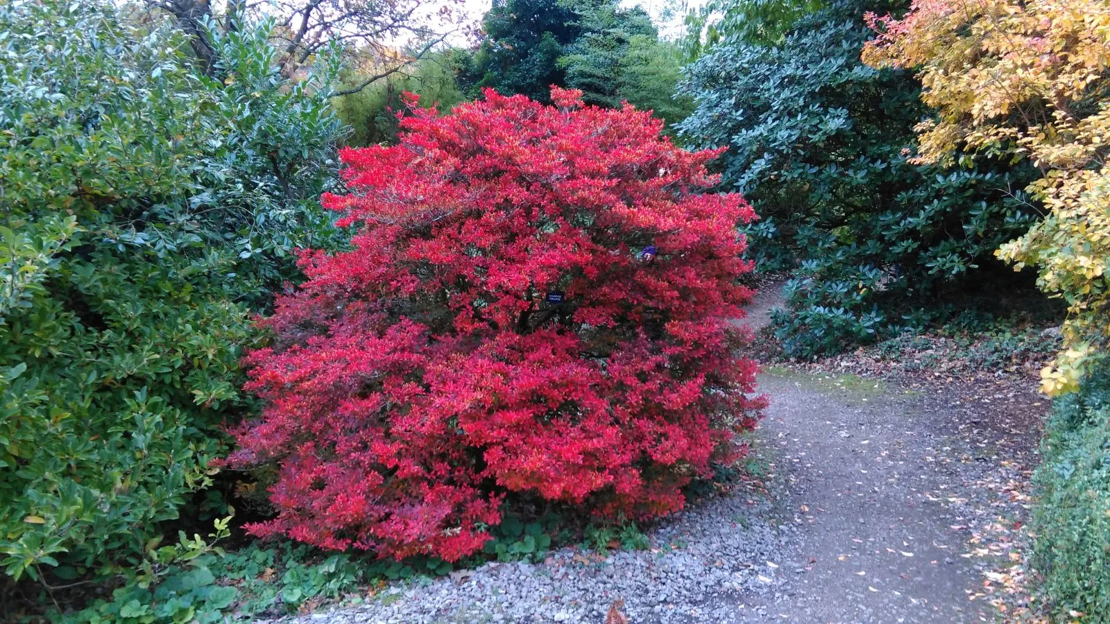 Enkianthus perulatus — katalog fotoğrafı