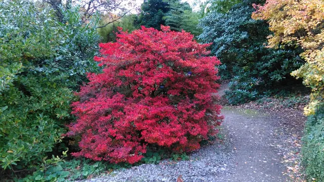 Enkianthus perulatus — katalog fotoğrafı