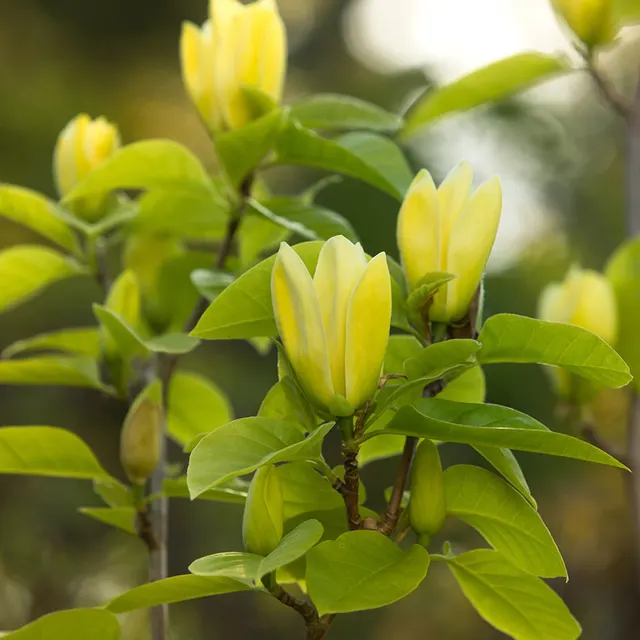Magnolia × ‘Yellow Bird’ — katalog fotoğrafı