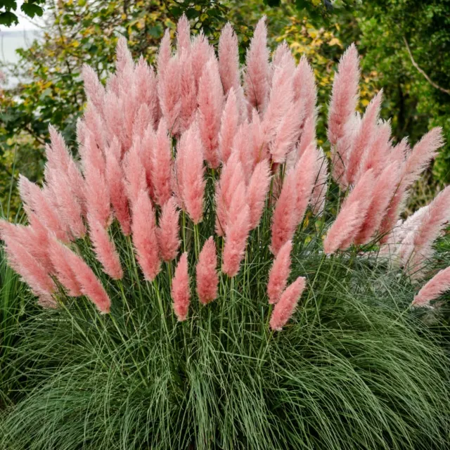 Cortaderia selloana ‘Rosea’ — katalog fotoğrafı