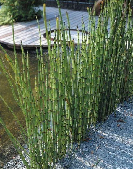 Equisetum hyemale var. japonicum — katalog fotoğrafı