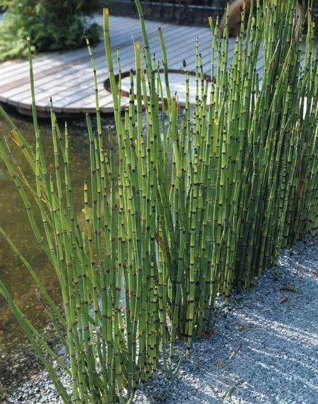 Equisetum hyemale var. japonicum — katalog fotoğrafı