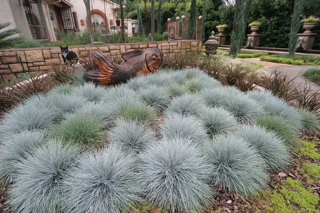 Festuca glauca — katalog fotoğrafı
