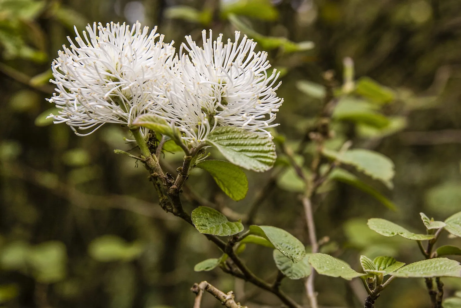 Fothergilla major — katalog fotoğrafı