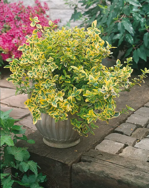 Euonymus fortunei ‘Emerald Gold’ — katalog fotoğrafı