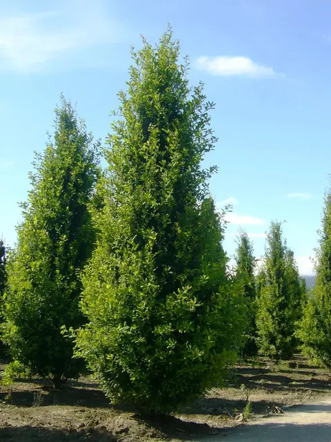 Quercus robur ‘Fastigiata Koster’ — katalog fotoğrafı