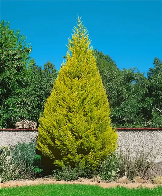 Cupressus macrocarpa ‘Goldcrest’ — katalog fotoğrafı