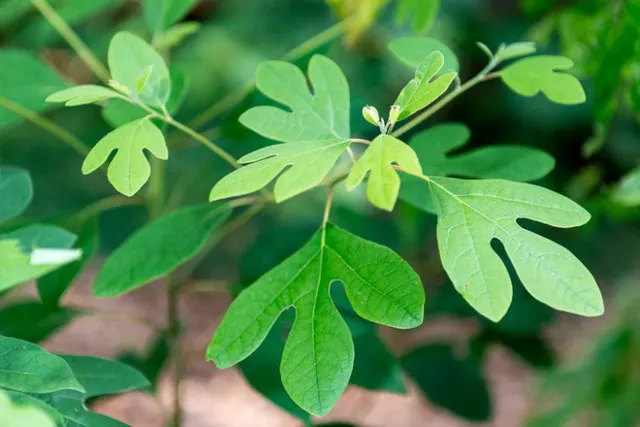 Sassafras albidum — katalog fotoğrafı