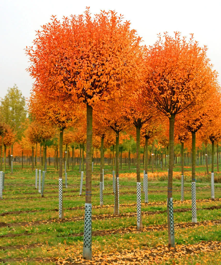 Prunus fruticosa ‘Globosa’ — katalog fotoğrafı