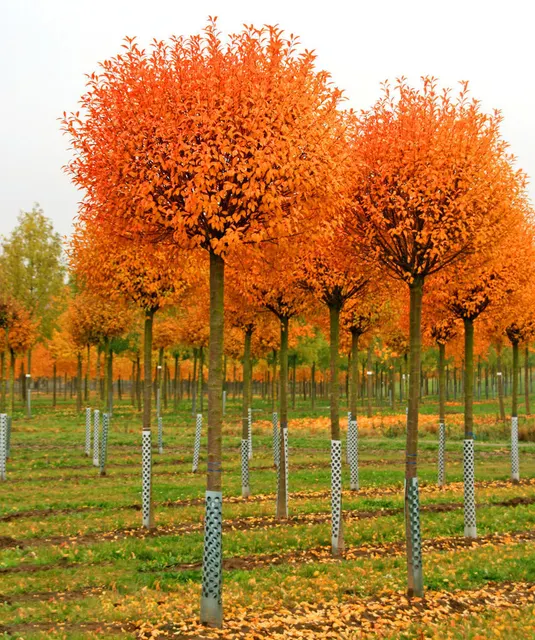 Prunus fruticosa ‘Globosa’ — katalog fotoğrafı