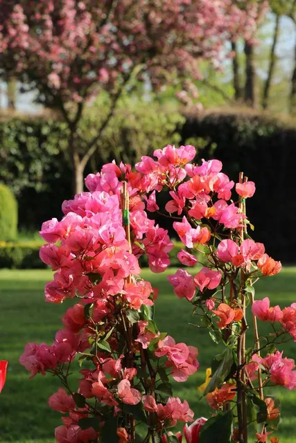 Bougainvillea ‘Terracotta’ — katalog fotoğrafı
