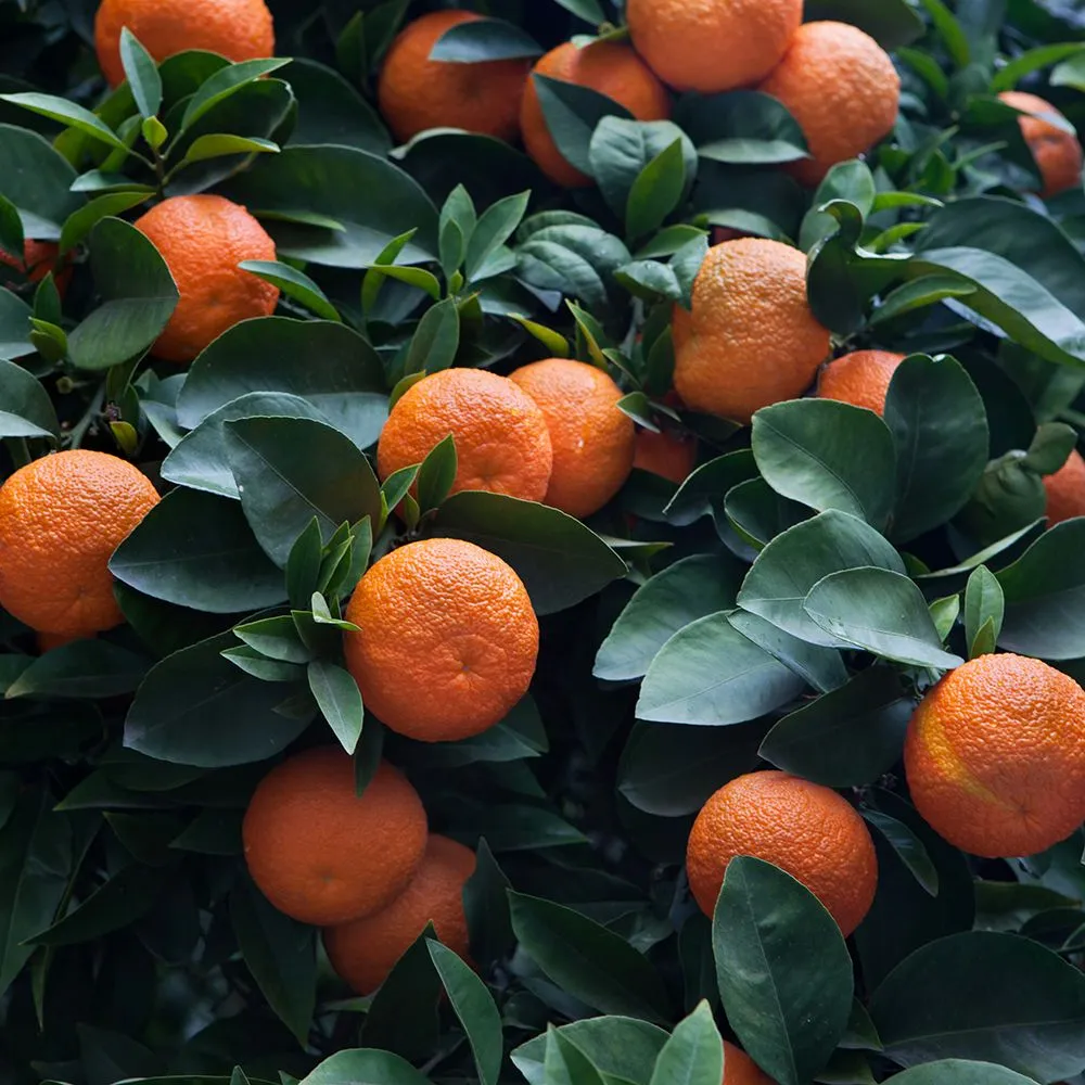 Citrus aurantium — katalog fotoğrafı