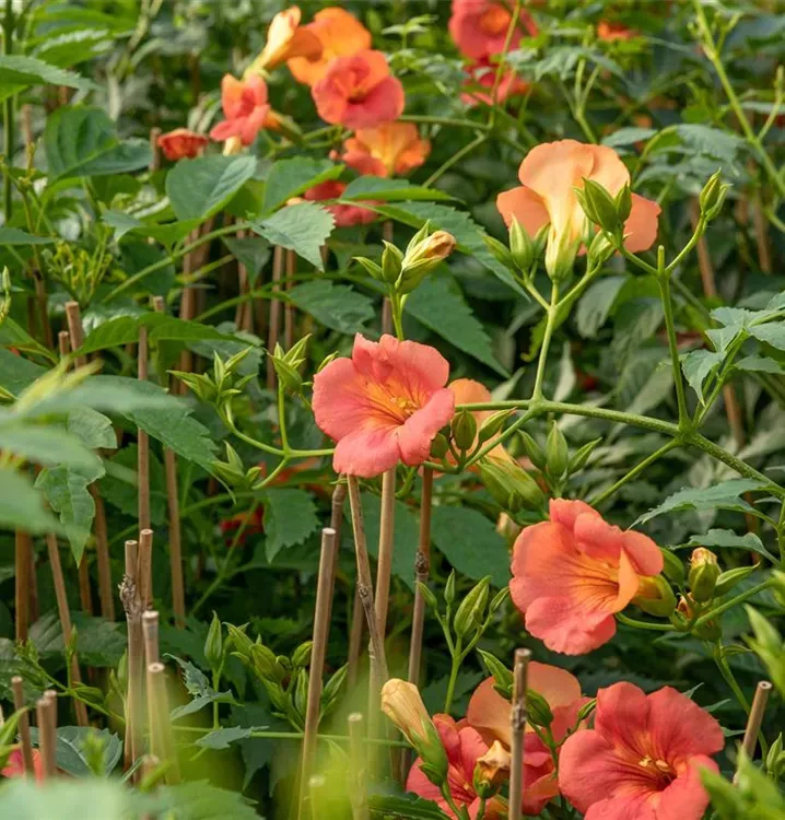 Campsis × tagliabuana ‘Mme Galen’ — katalog fotoğrafı