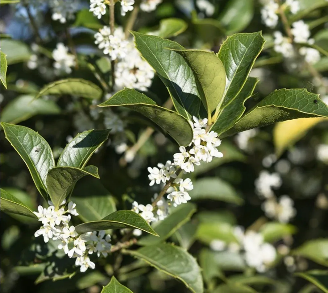 Osmanthus aquifolium — katalog fotoğrafı
