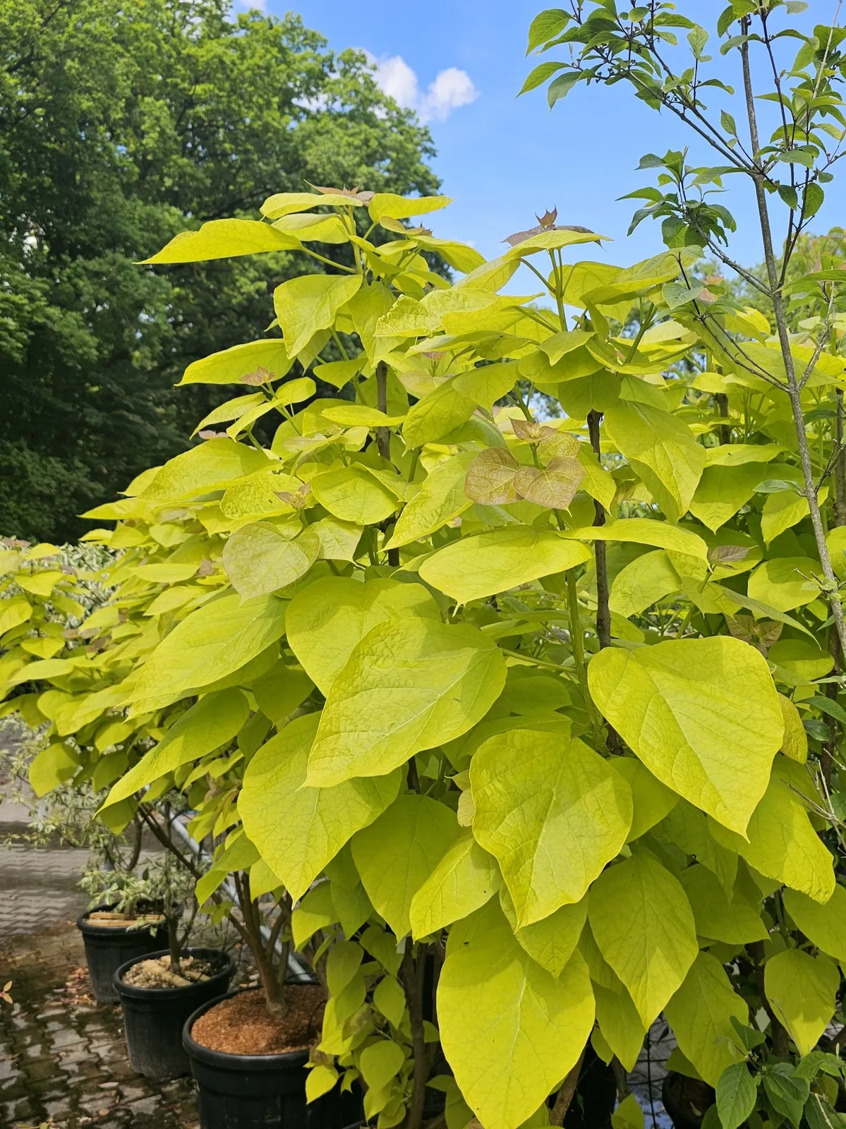 Catalpa bignonioides ‘Aurea’ — katalog fotoğrafı