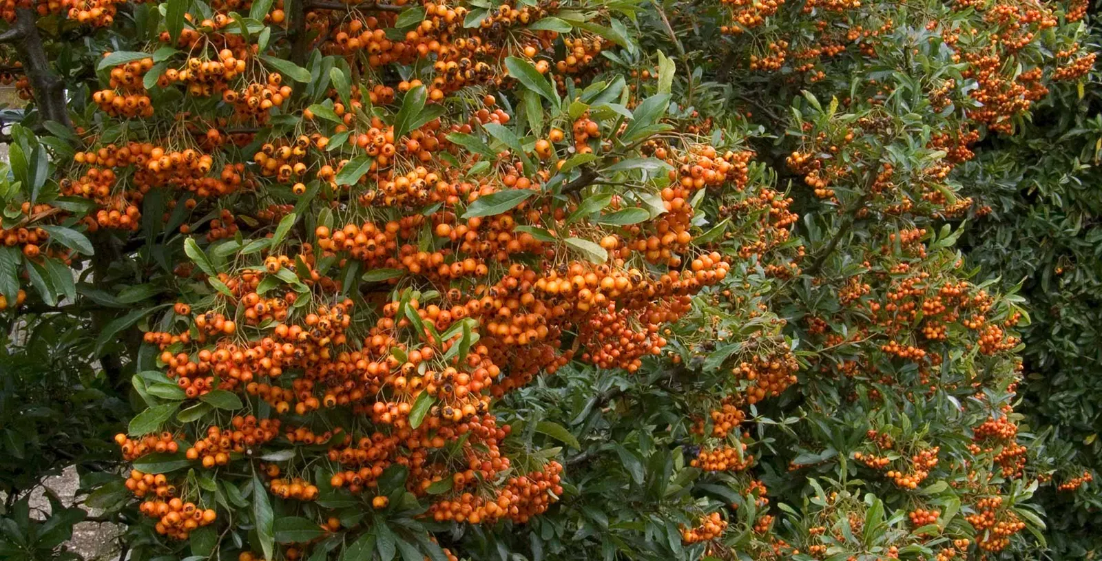 Pyracantha — katalog fotoğrafı