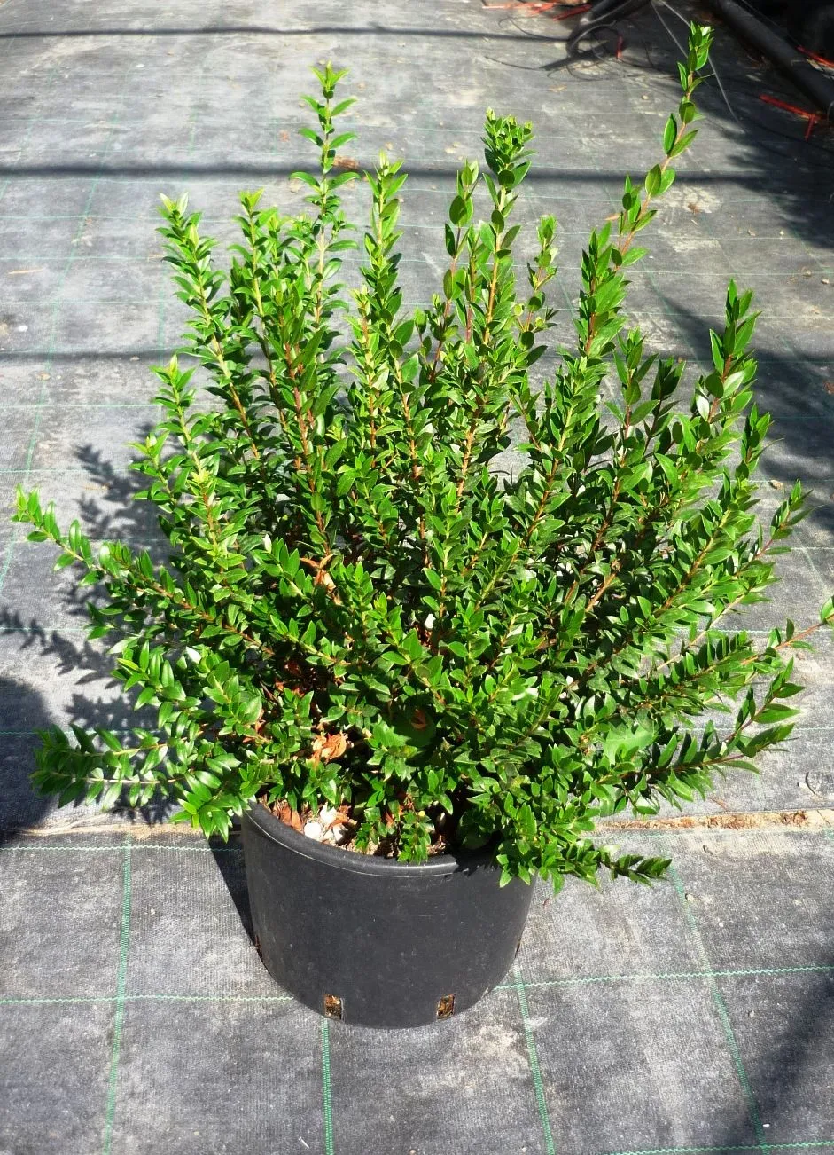 Myrtus communis — katalog fotoğrafı