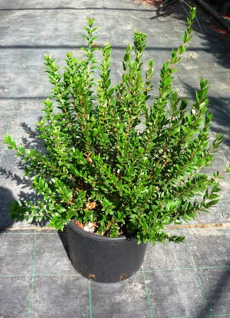 Myrtus communis — katalog fotoğrafı
