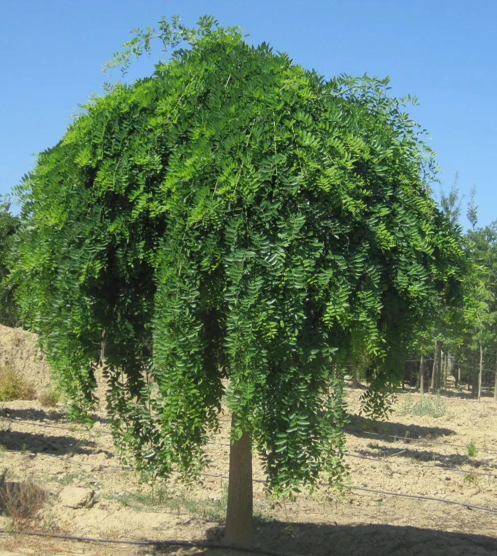 Sophora japonica ‘Pendula’ — katalog fotoğrafı