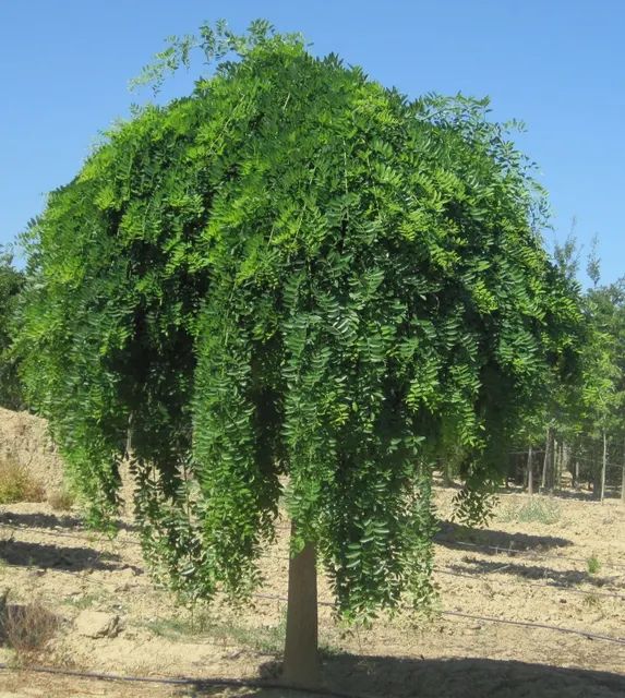 Sophora japonica ‘Pendula’ — katalog fotoğrafı