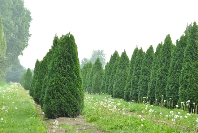 Thuja occidentalis ‘Smaragd’ — katalog fotoğrafı
