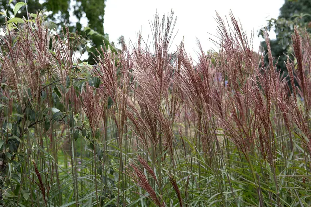 Miscanthus sinensis ‘Dronning Ingrid’ — katalog fotoğrafı