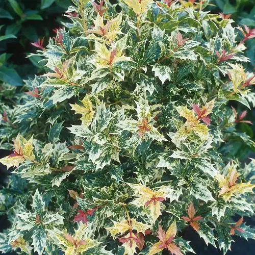 Osmanthus heterophyllus ‘Tricolor’ — yeşil, krem ve pembe tonlarda alacalı yapraklar