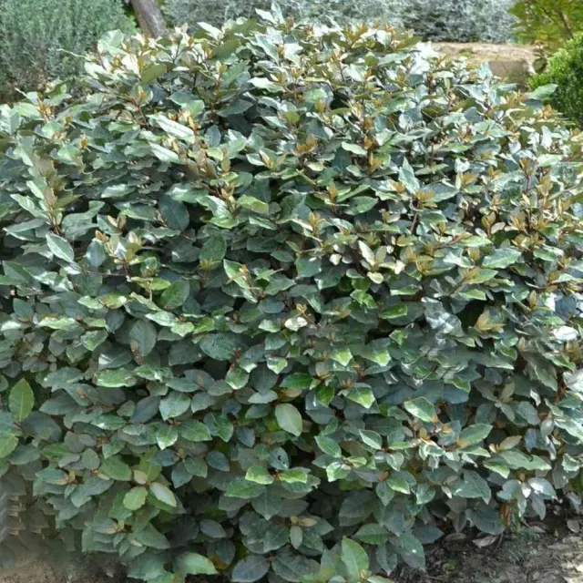 Elaeagnus × ebbingei ‘Compacta’ — katalog fotoğrafı