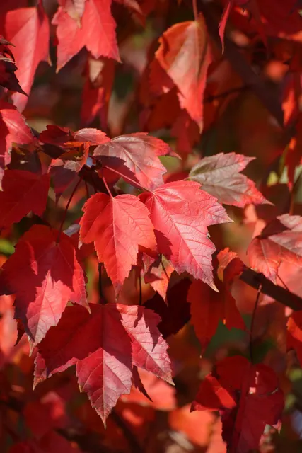 Acer rubrum ‘Red Sunset’ — katalog fotoğrafı
