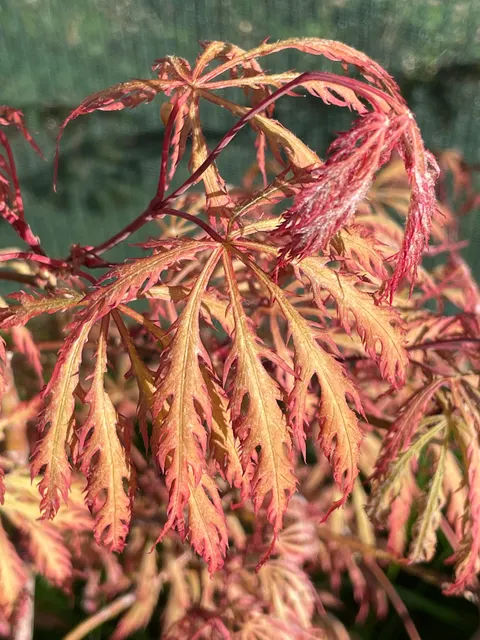 Acer palmatum dissectum — katalog fotoğrafı