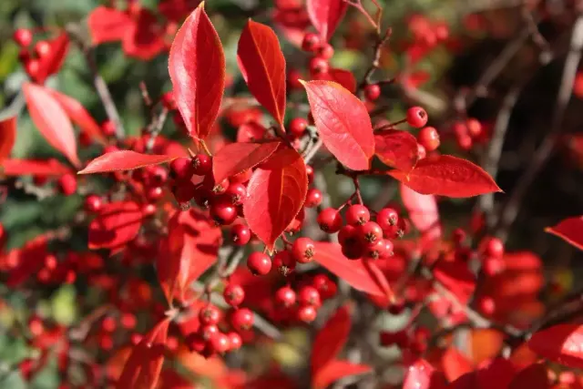 Aronia arbutifolia — katalog fotoğrafı