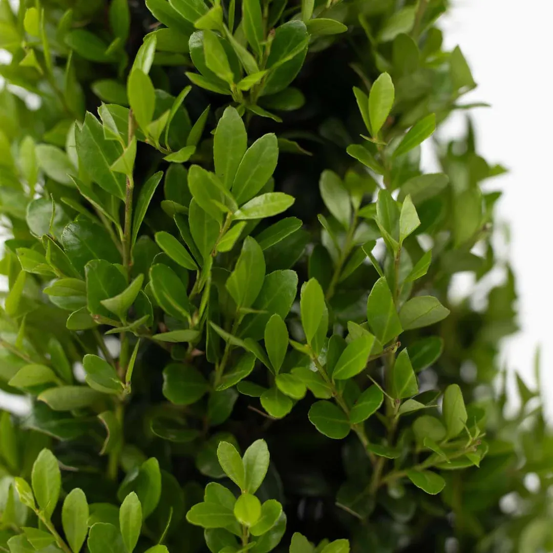 Ilex crenata — katalog fotoğrafı