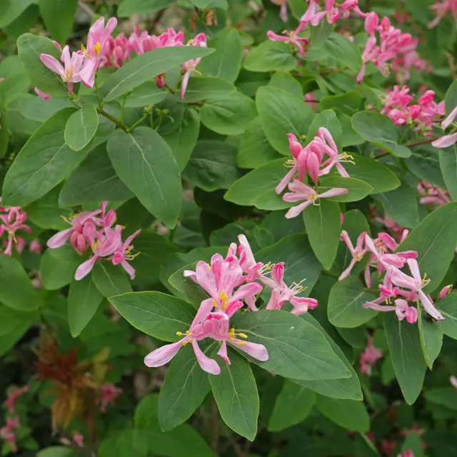 Lonicera tatarica — katalog fotoğrafı