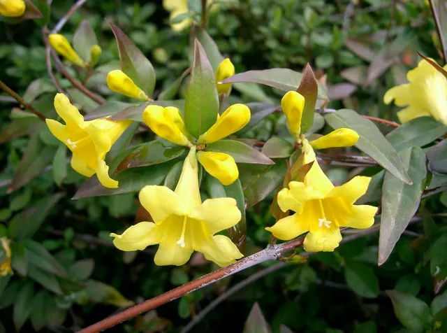 Gelsemium sempervirens — katalog fotoğrafı