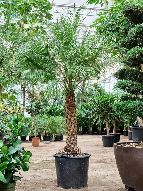 Phoenix roebelenii — katalog fotoğrafı